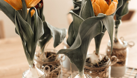 Tulpen mit orangefarbenen Blüten und grünen Blättern, in dekorativen Gläsern auf einem Tisch angeordnet.