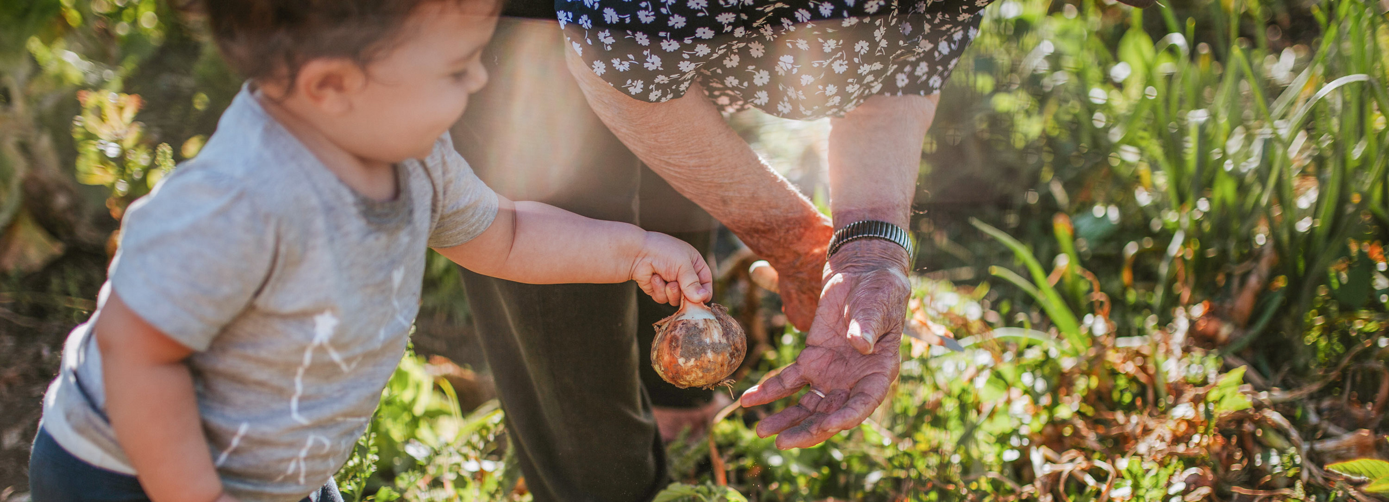Ein Kleinkind hält eine Zwiebel in der Hand, während eine erwachsene Person ihre Hand ausstreckt. Im Hintergrund sind pflanzliche Elemente und eine offene Kiste zu sehen.
