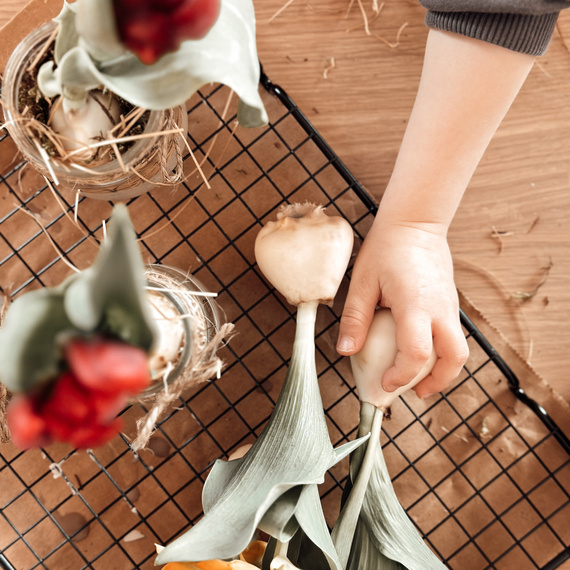 Frühlinghafte Tulpen mit roten und gelben Blüten in Gläsern, während ein Kind eine Blumenzwiebel greift.